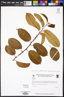 Laetia procera image