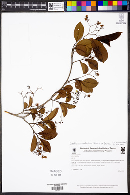 Laetia corymbulosa image