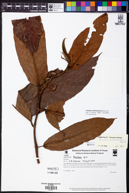 Perebea xanthochyma image