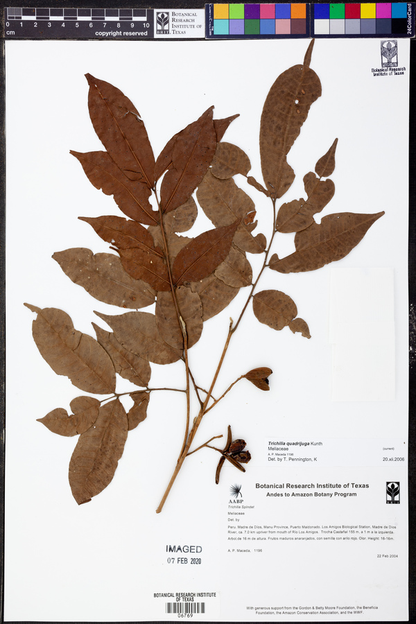 Trichilia quadrijuga image