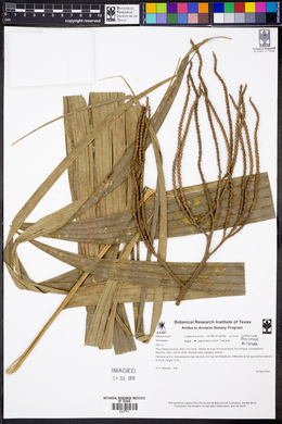 Geonoma interrupta image