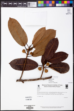 Ficus crocata image