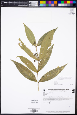 Mollinedia lanceolata image