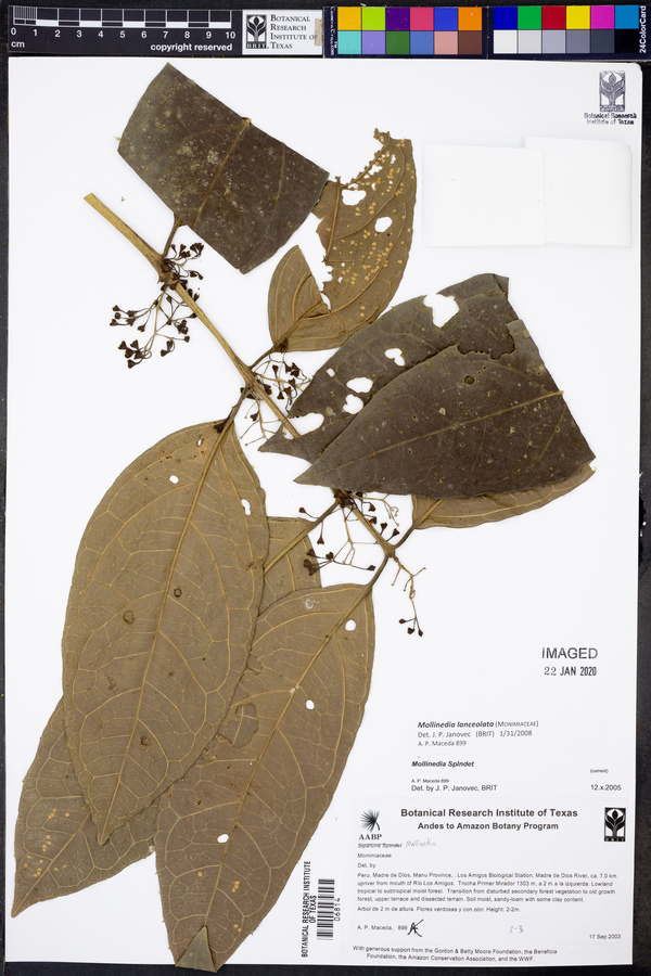 Mollinedia lanceolata image
