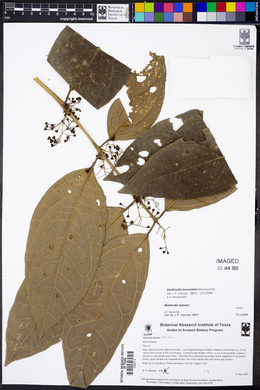 Mollinedia lanceolata image