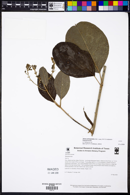Alicia anisopetala image