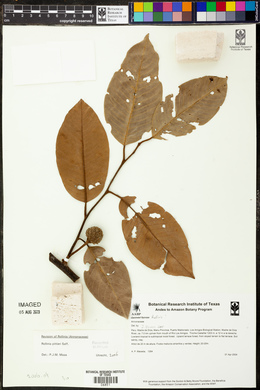 Annona papilionella image