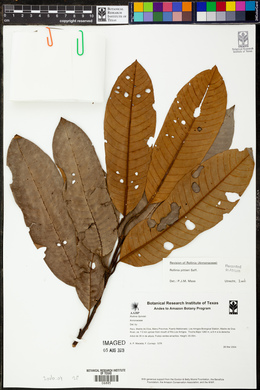 Annona papilionella image