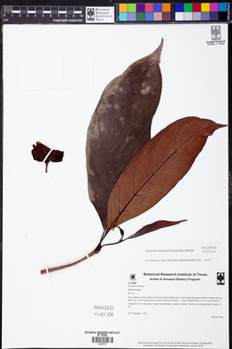 Drymonia doratostyla image