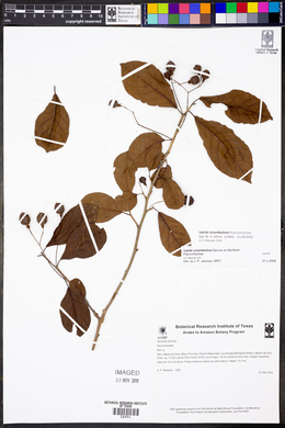Laetia corymbulosa image