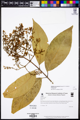 Adelphia macrophylla image