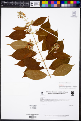 Banisteriopsis macedae image