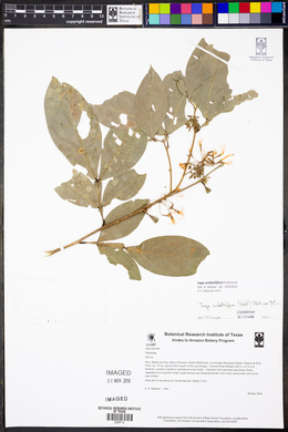 Inga umbellifera image