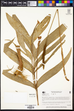 Geonoma macrostachys image