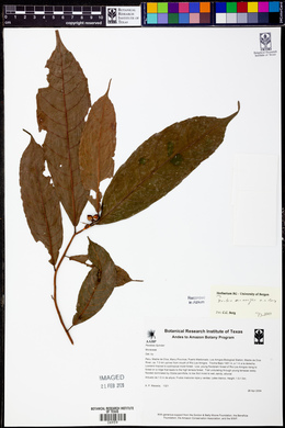 Image Associated With the Occurence