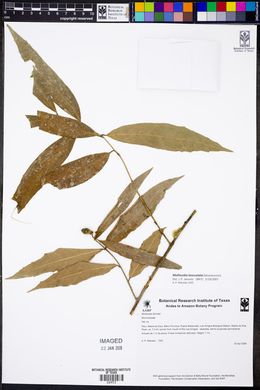 Mollinedia lanceolata image