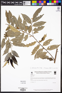 Casearia arborea image