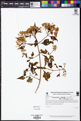 Chromolaena odorata image