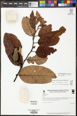 Annona hypoglauca image