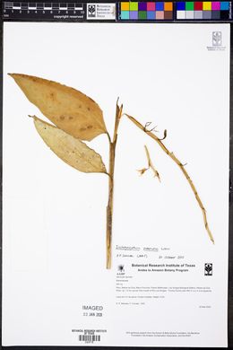 Ischnosiphon puberulus image