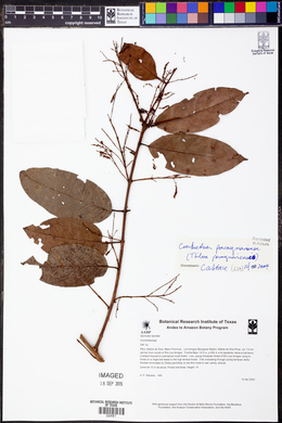 Combretum paraguariense image
