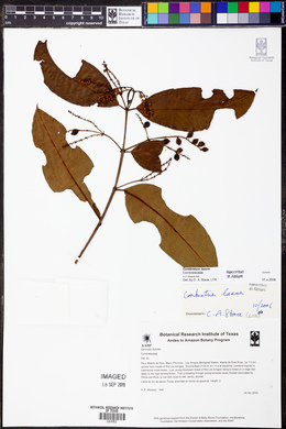 Combretum laxum image