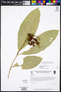 Bunchosia armeniaca image