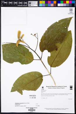 Tetrapterys magnifolia image