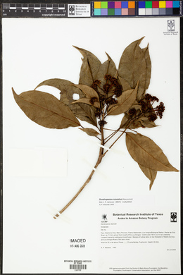 Dendropanax cuneatus image