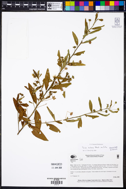 Sida setosa image
