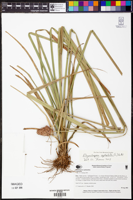 Rhynchospora cephalotes image