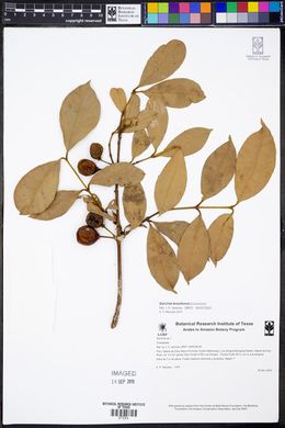 Garcinia brasiliensis image