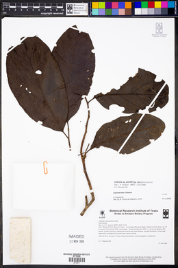 Image Associated With the Occurence