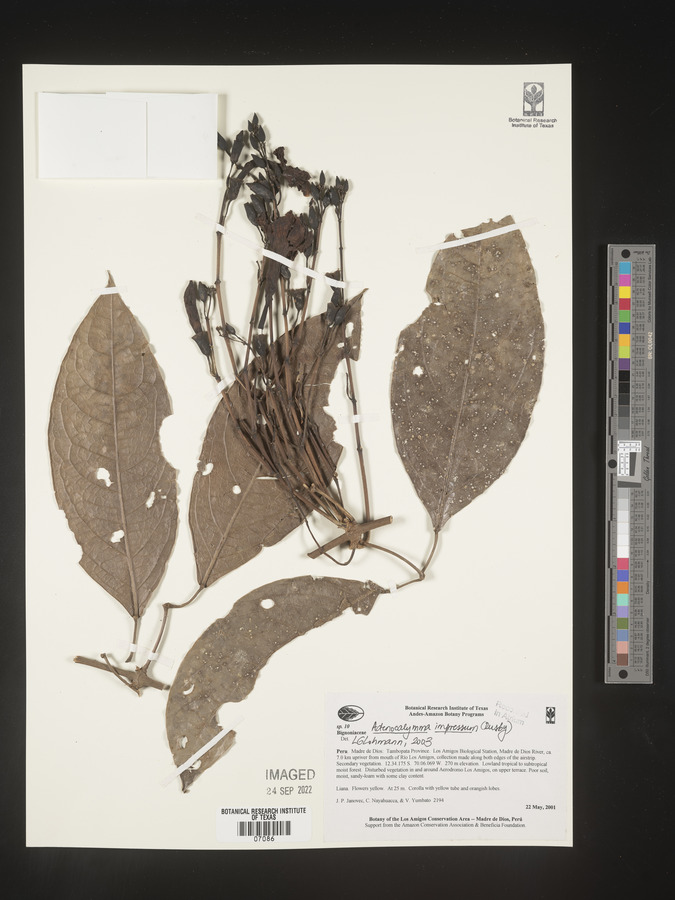 Adenocalymma impressum image