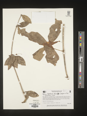 Bignonia pterocalyx image