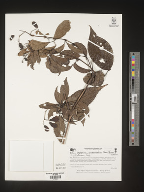 Image of Bignonia campanulata
