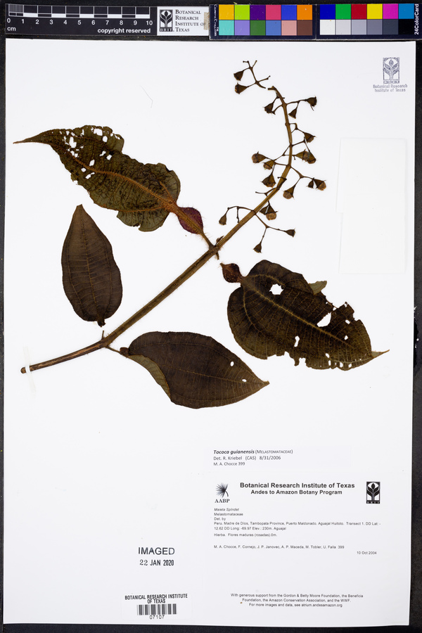 Tococa guianensis image