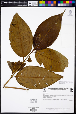 Miconia juruensis image