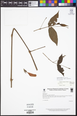 Ruellia inflata image