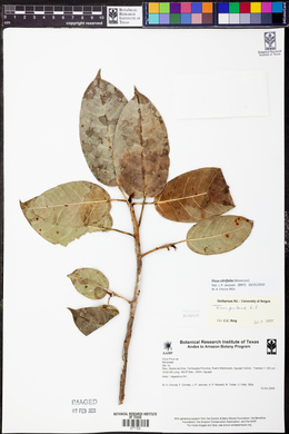 Ficus citrifolia image
