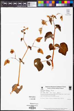 Begonia fischeri image