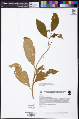 Neea boliviana image
