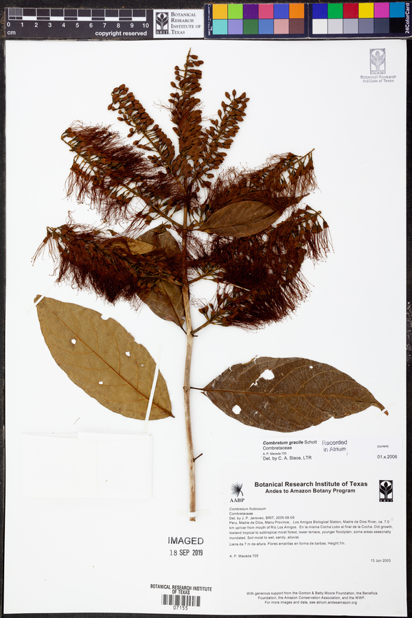 Combretum gracile image
