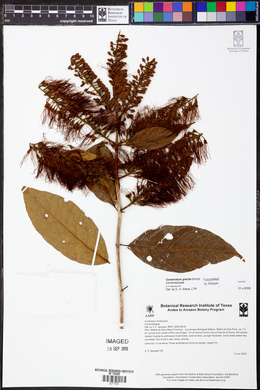 Combretum gracile image