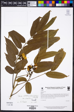 Senna silvestris image