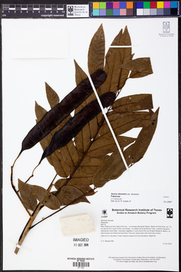 Senna silvestris image
