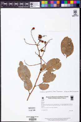 Dialium guianense image