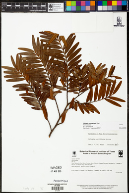 Xylopia emarginata image