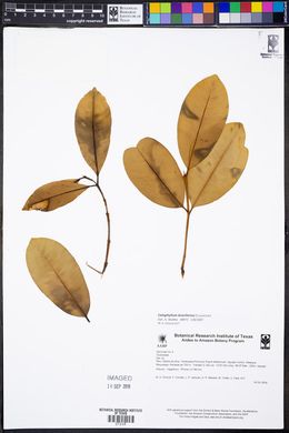Calophyllum antillanum image