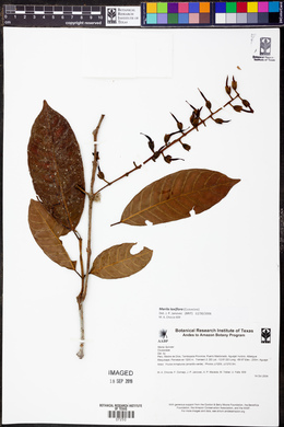 Marila laxiflora image